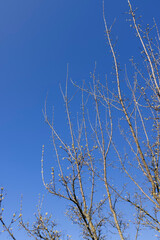 Obraz premium branches of the Tatar maple without foliage in the spring season