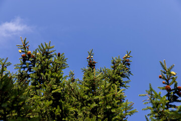 Tall pine tree in summer