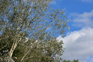 branches against sky