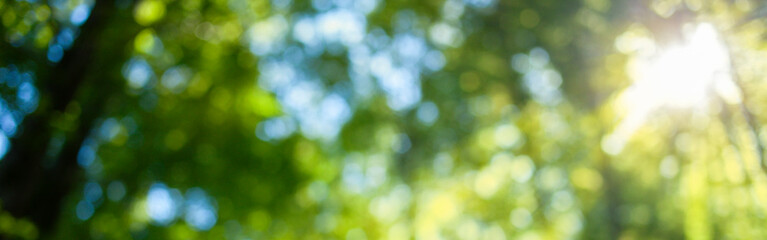 green forest blur bokeh background - obrazy, fototapety, plakaty