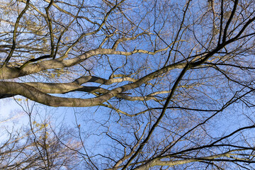 Bare trees in early spring in sunny clear weather