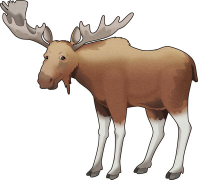 recommend clip art: cartoon scene with wild animal moose elk isolated illustration for children