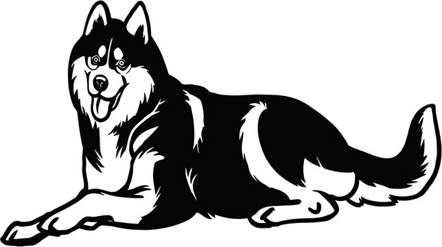 Siberian Husky dog - Lying dog vector stock isolated illustration on white background.