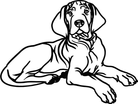 Vizsla dog - Lying dog vector stock isolated illustration on white background.