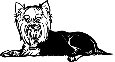 Yorkshire Terrier dog - Lying dog vector stock isolated illustration on white background.