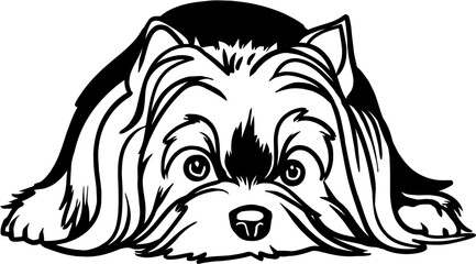 Yorkshire Terrier dog - Lying dog vector stock isolated illustration on white background.