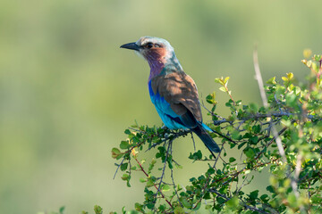 Rollier à longs brins,. Coracias caudatus, Lilac breasted Roller