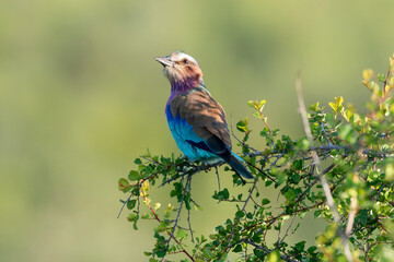 Rollier à longs brins,. Coracias caudatus, Lilac breasted Roller