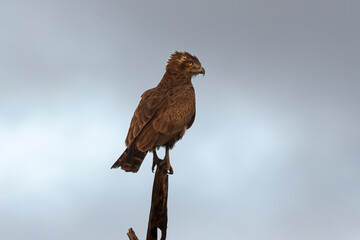 Circaète brunn, nid, .Circaetus cinereus, Brown Snake Eagle