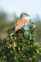 Rollier d'Europe,.Coracias garrulus, European Roller