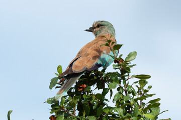 Rollier d'Europe,.Coracias garrulus, European Roller