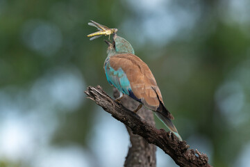 Rollier d'Europe,.Coracias garrulus, European Roller