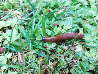 brown slug on green grass at summer