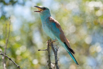 Rollier d'Europe,.Coracias garrulus, European Roller