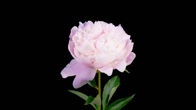 Peony Blossoms. Time Lapse of Opening Beautiful White Peony Flowers on Black Background. 4K.