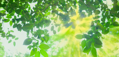 Sunshine leaves  banner