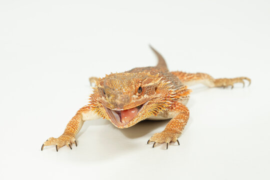 sprechen reden, bartagame