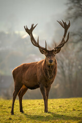 Le cerf