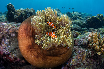 A family of Clown Anemonfish (Western Clownfish) - Amphiprion ocellaris living in an anemone....