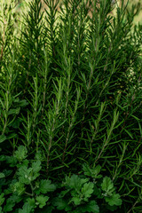 rosemary bush, spicy herbs