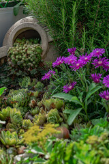 succulents in the front garden. bright sunlight.