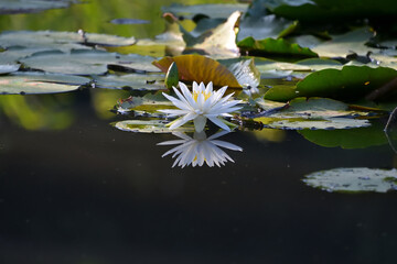 水面に綺麗なリフレクションを映したスイレンの白い花