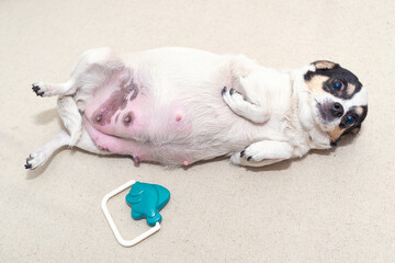 A pregnant Chihuahua bitch lying on her back.