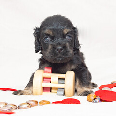 Small black spotted cocker spaniel puppy with toys.