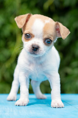 Small white spotted chihuahua puppy.
