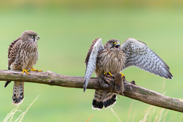 Common Kestrel (Falco innunculus) juvenile picking up food from the parents and fighting each other in the meadows in the Netherlands 