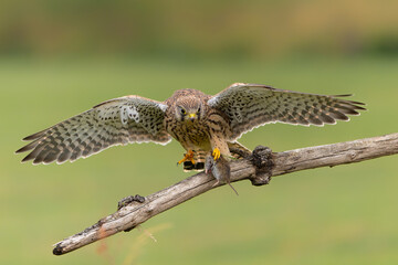 Common Kestrel (Falco innunculus) juvenile picking up food from the parents and fighting each other...