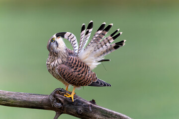 Common Kestrel (Falco innunculus) juvenile sitting on a branch in the meadows in the Netherlands      