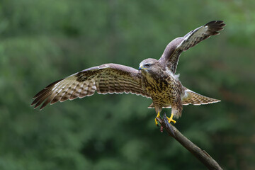 Common Buzzard (Buteo buteo) searching for food in the forest of Noord Brabant in the Netherlands.  Green forest background