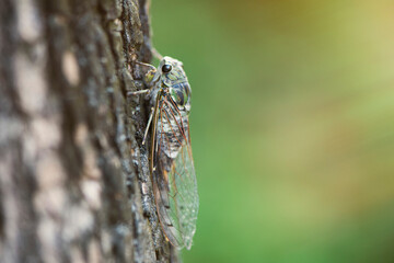  Small cicada ,green cicada on the tree