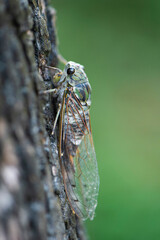 Small cicada ,green cicada on the tree