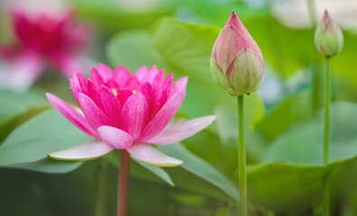 Soft focus, Beautiful lotus flower in pond with nature blur background