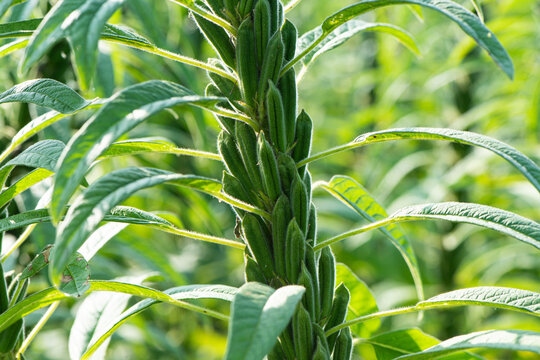 Sesame seed plants crop in the field