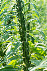 Sesame seed plants crop in the field