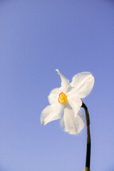daffodil on blue background