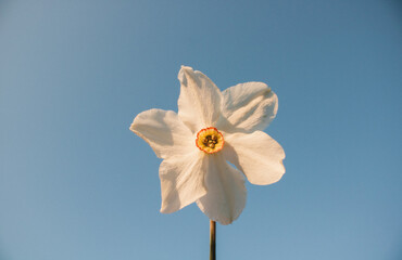 yellow daffodil flower