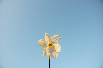 yellow daffodil flower