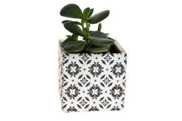 Crassula ovata dans un pot de fleurs en gros plan sur fond blanc