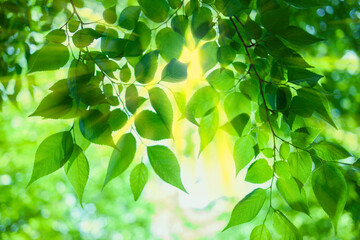 Fototapeta na wymiar Sunshine leaves background