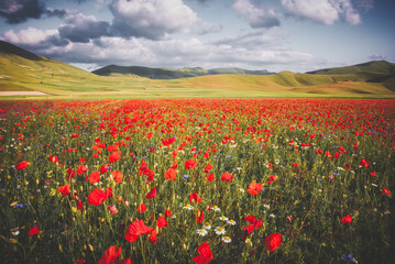 Wild flowers in a summer meadow in mountain valley