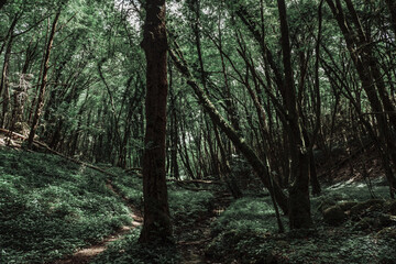 Obraz premium Deep forest and little river flooding among