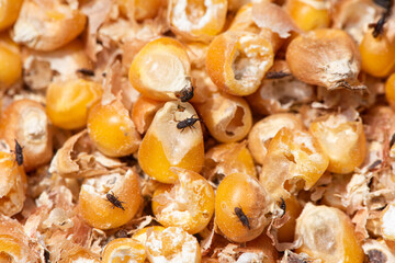 Corn weevil, Maize weevil beetles insect damaged corn grain.