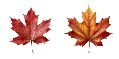 Obraz premium Maple Leaf , Illustration, HD, PNG