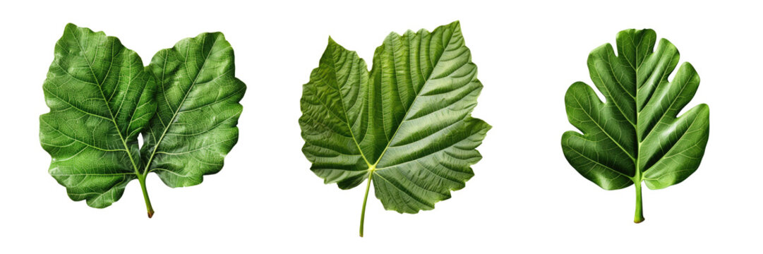 Fig Leaf , Illustration, HD, PNG