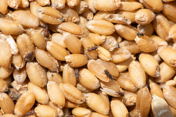 wheat weevils  beetles insect damaged wheat grain.