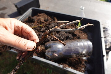 mulberry tree cuttings, how to take mulberry cuttings at home, root mulberry